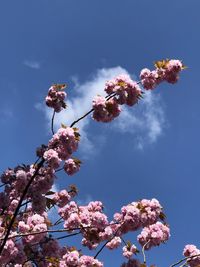 Low angle view of cherry blossoms against sky