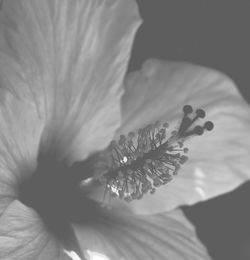 Macro shot of flower