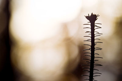 Close-up of silhouette plant