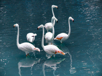 Six flamingos phoenicopterus in flamingo pond in kl bird park. kuala lumpur, malaysia