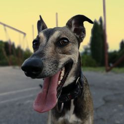 Close-up of dog looking away