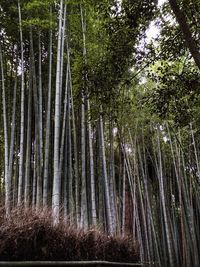 View of trees in forest