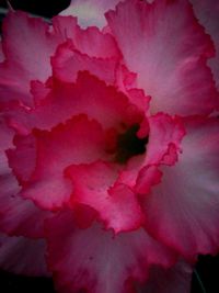 Close-up of pink rose