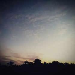 Silhouette of trees at sunset