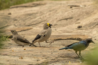 Birds perching on rock 