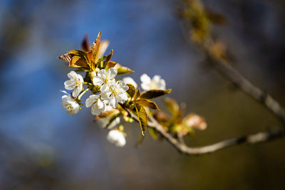 Close-up of cherry blossoms in spring