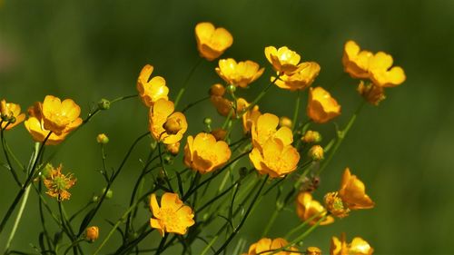 Close-up of yellow flowering plants