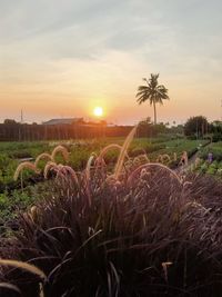 Plants growing on field against sky during sunset