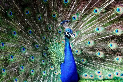 Close-up of peacock