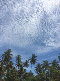 Low angle view of palm trees against cloudy sky