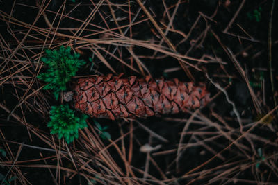Close-up of pine cone on field