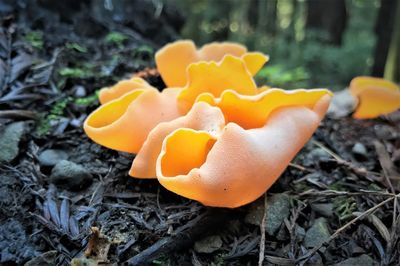 Close-up of yellow mushroom growing on field