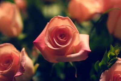 Close-up of red rose