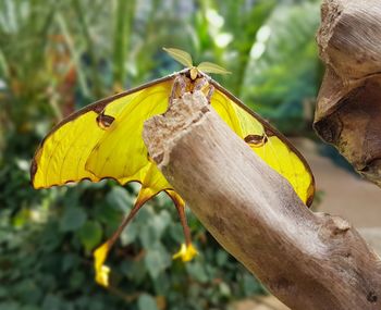 Close-up of butterfly perching on yellow leaf