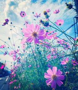 Close-up of pink cosmos flowers