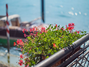 Close-up of red flowering plant against railing