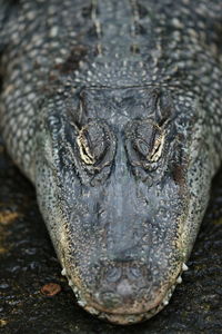 Close-up portrait of a turtle