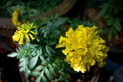 Close-up of yellow marigold blooming outdoors