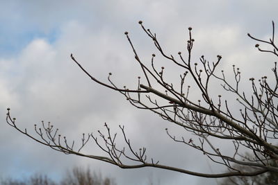 Low angle view of silhouette bare tree against sky