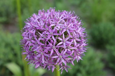 Close-up of purple flowers