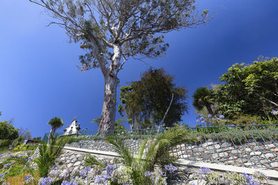 Tree against clear blue sky