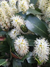 Close-up of white flowers