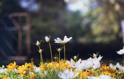 Close-up of white flowering plants on field