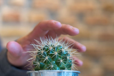 Close-up of hand holding cactus