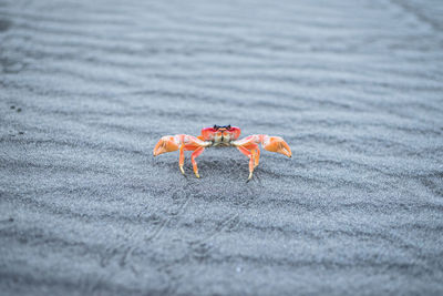 Close-up of crab on sand at beach