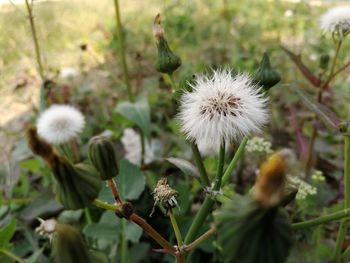 Close-up of dandelion