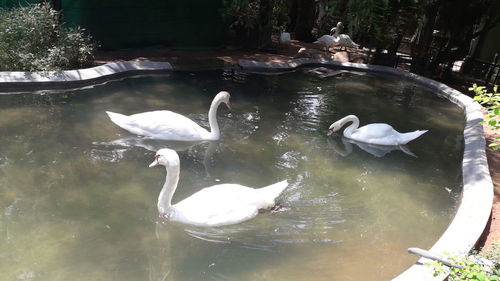 High angle view of swans swimming in lake