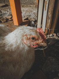 Close-up of a bird