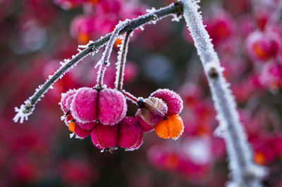 Close-up of frozen plant