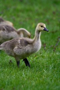 Gosling exploring 