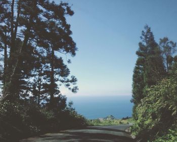 Trees along calm blue sea