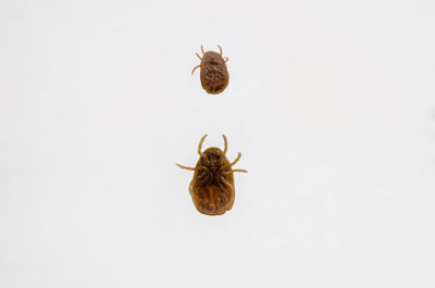 Close-up of insect over white background