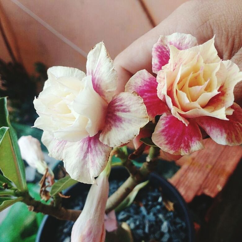 flower, petal, fragility, nature, beauty in nature, close-up, flower head, freshness, pink color, day, outdoors, plant, growth, blooming, no people