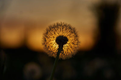 Close-up of dandelion against blurred background