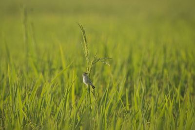 Plants growing on grassy field