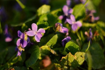 Close-up of purple flowering plant