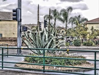 Plants growing by building against sky