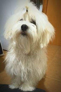 Close-up of dog at home