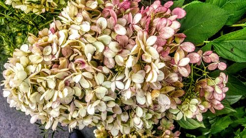 Close-up high angle view of flowers