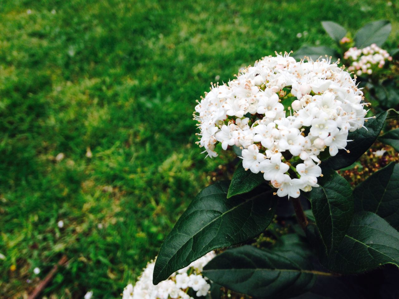 flower, petal, freshness, fragility, white color, flower head, growth, beauty in nature, blooming, focus on foreground, nature, plant, close-up, park - man made space, in bloom, pollen, high angle view, leaf, blossom, outdoors