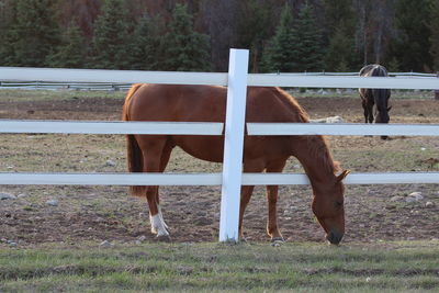 Horse standing in ranch