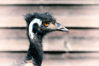 Close-up of a bird looking away