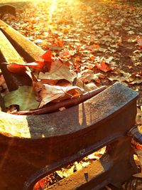 High angle view of autumn leaves