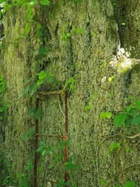 Close-up of ivy on tree trunk