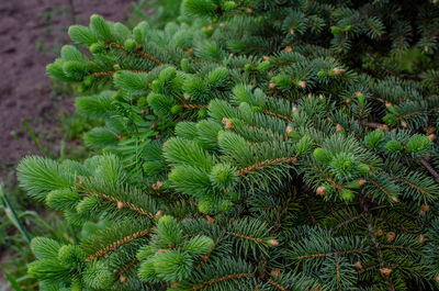 plant