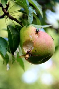 Close-up of insect on fruit